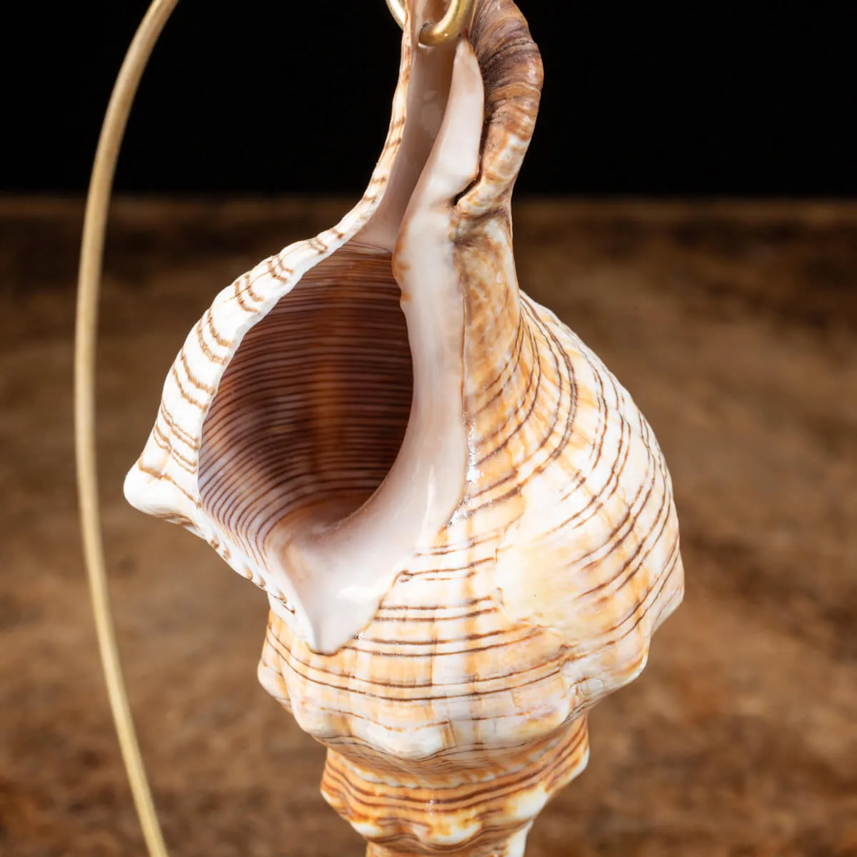Pleuroploca Trapezium su Base