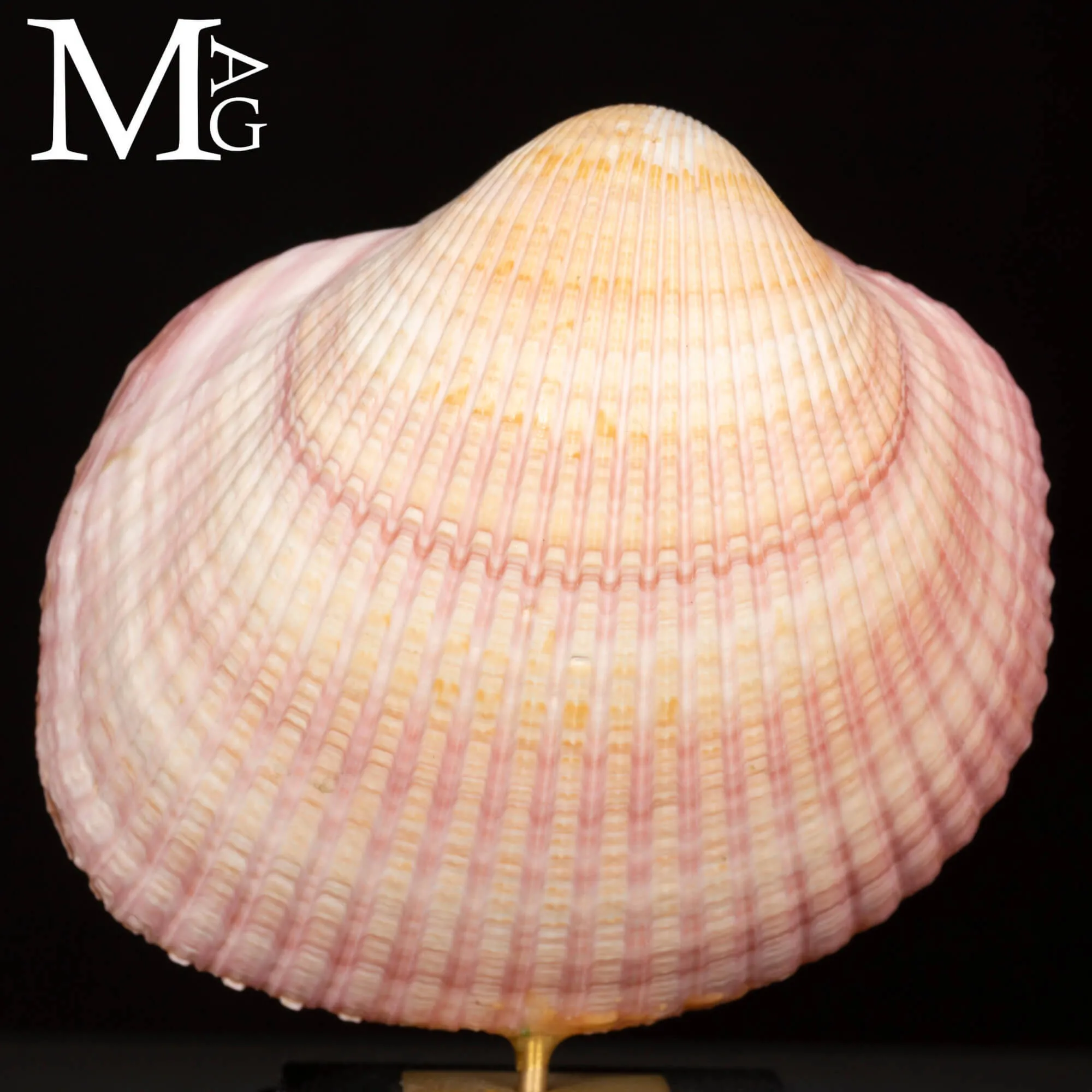 Maoricardium Pseudolima (Lamarck, 1819) – Bivalve