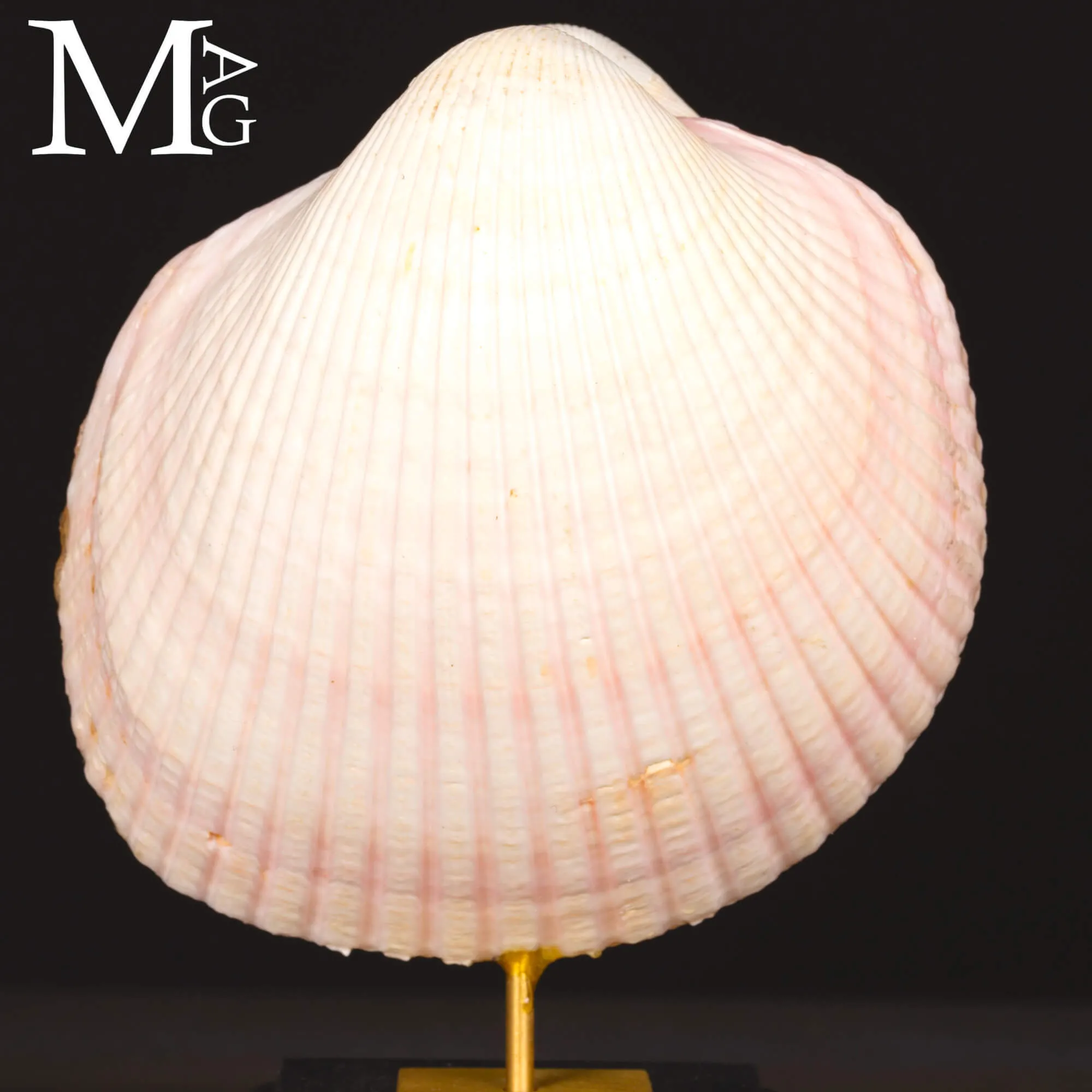 Il Cuore del Mare – Maoricardium Pseudolima