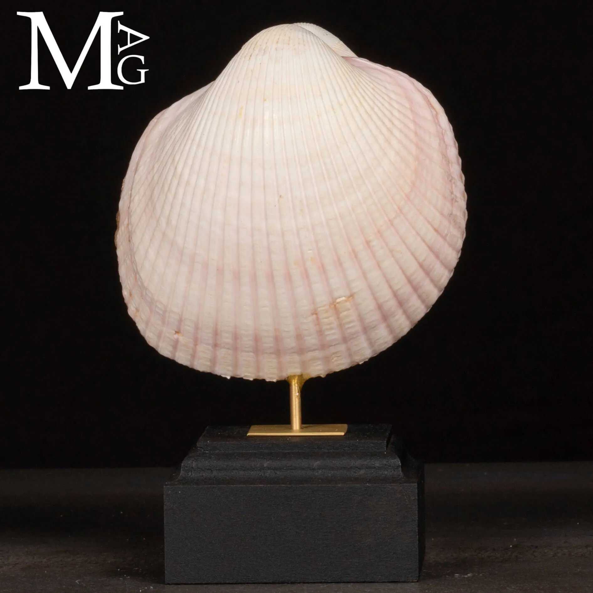 Il Cuore del Mare – Maoricardium Pseudolima