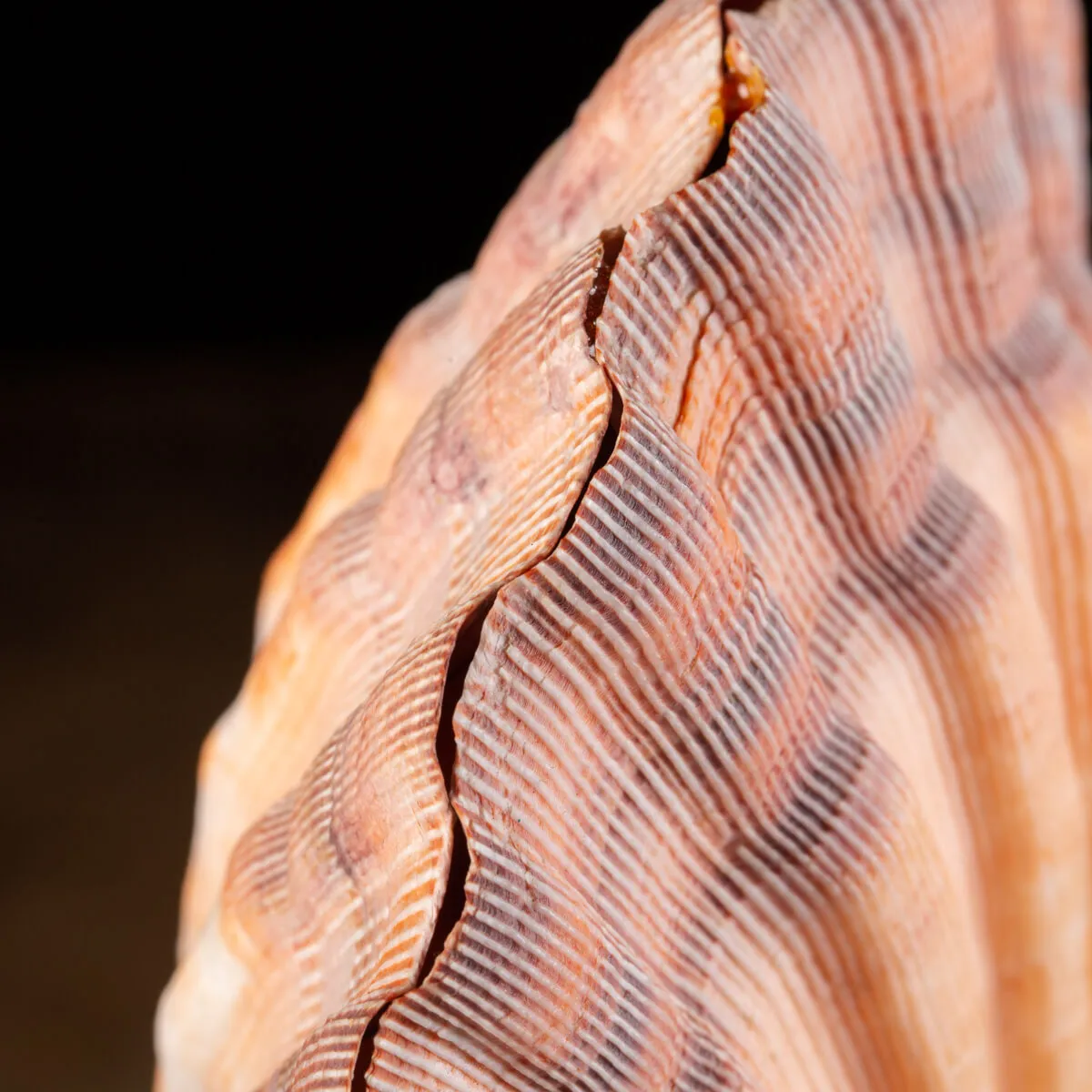 Pecten Subnodosus su Piedistallo