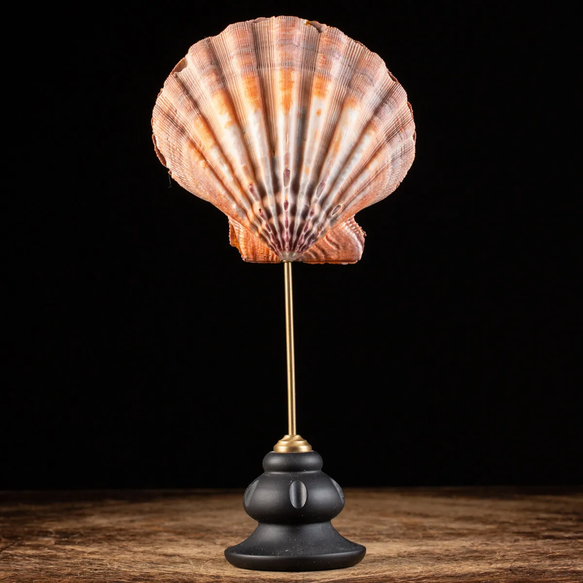Pecten Subnodosus su Piedistallo