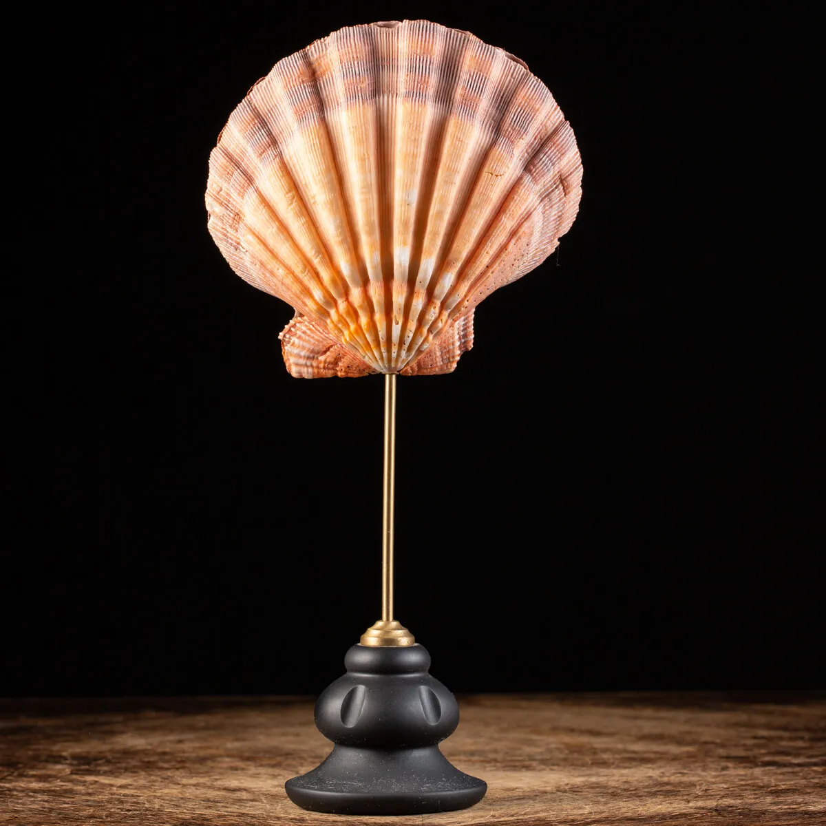 Pecten Subnodosus su Piedistallo