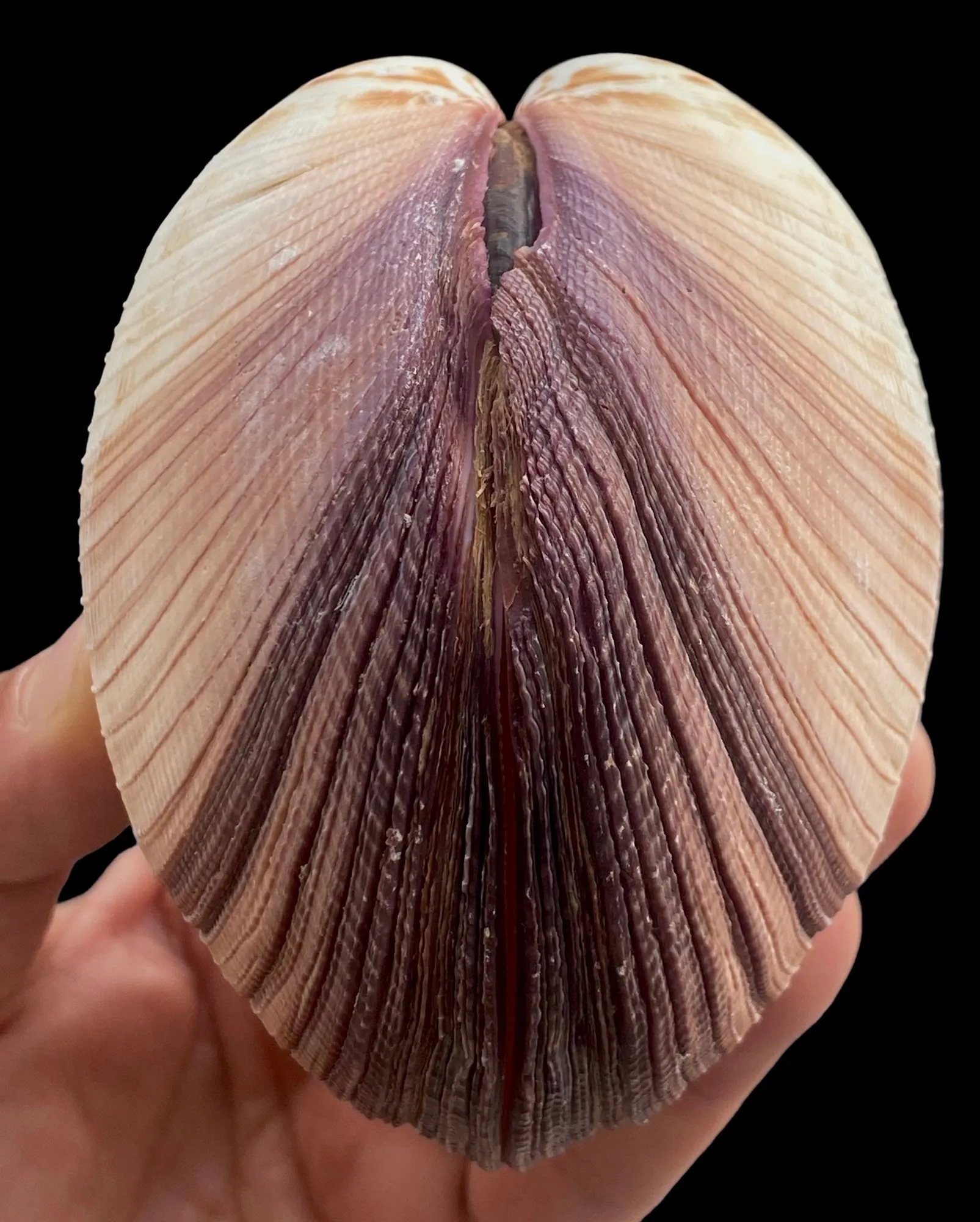 Antigona Magnifica