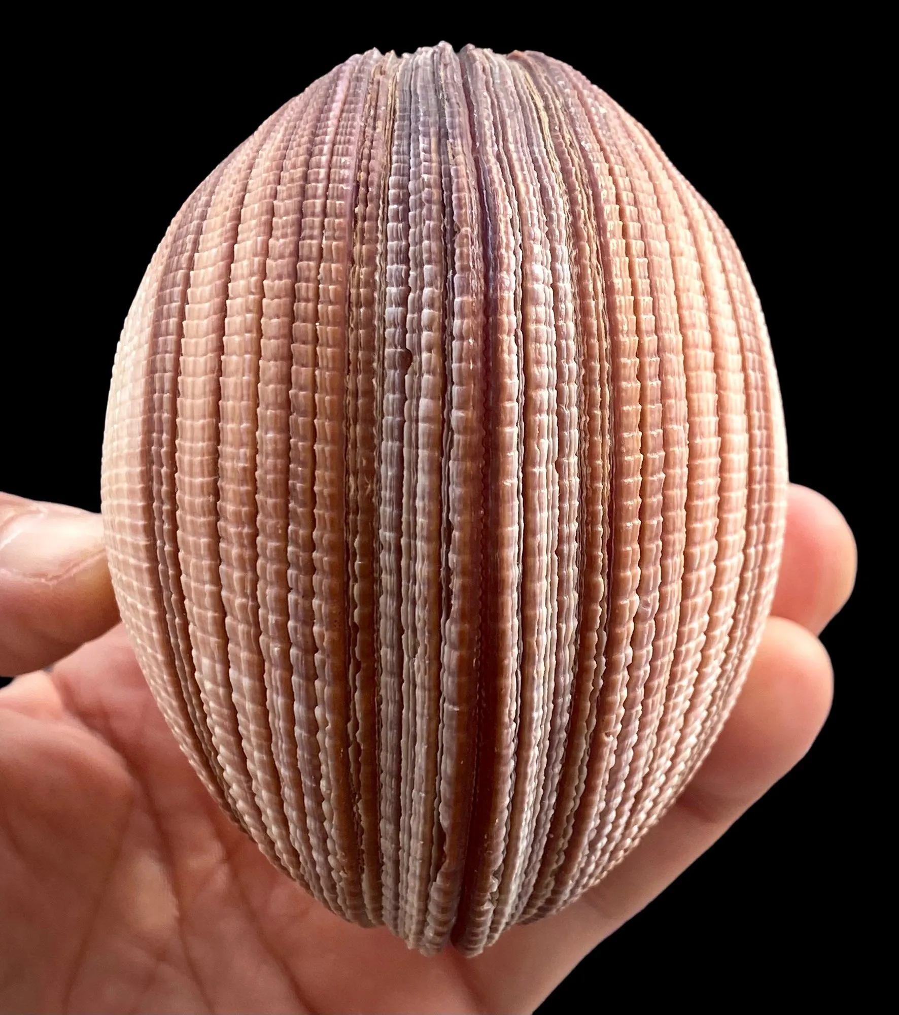 Antigona Magnifica
