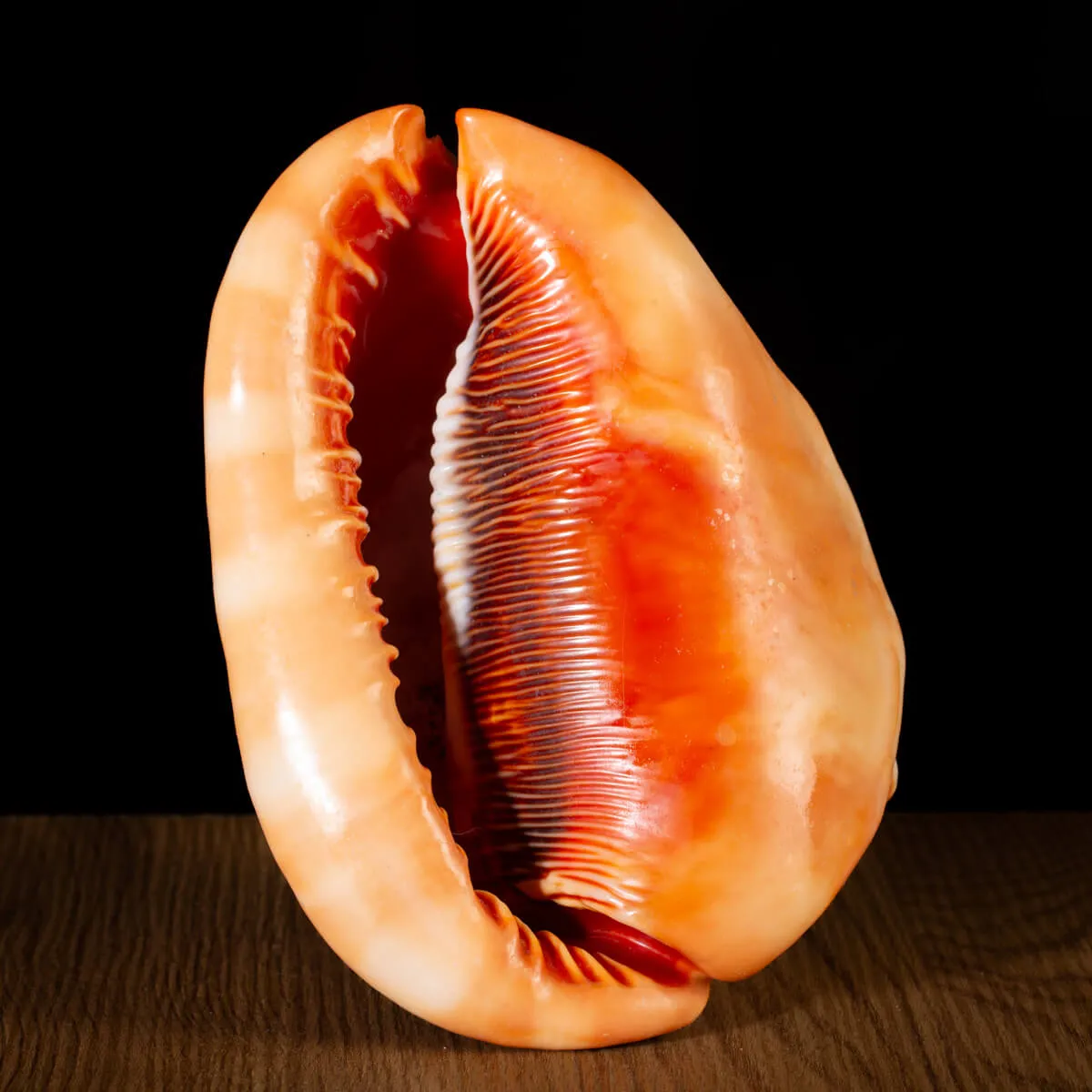 Cypraecassis Rufa: La Conchiglia del Cammeo.