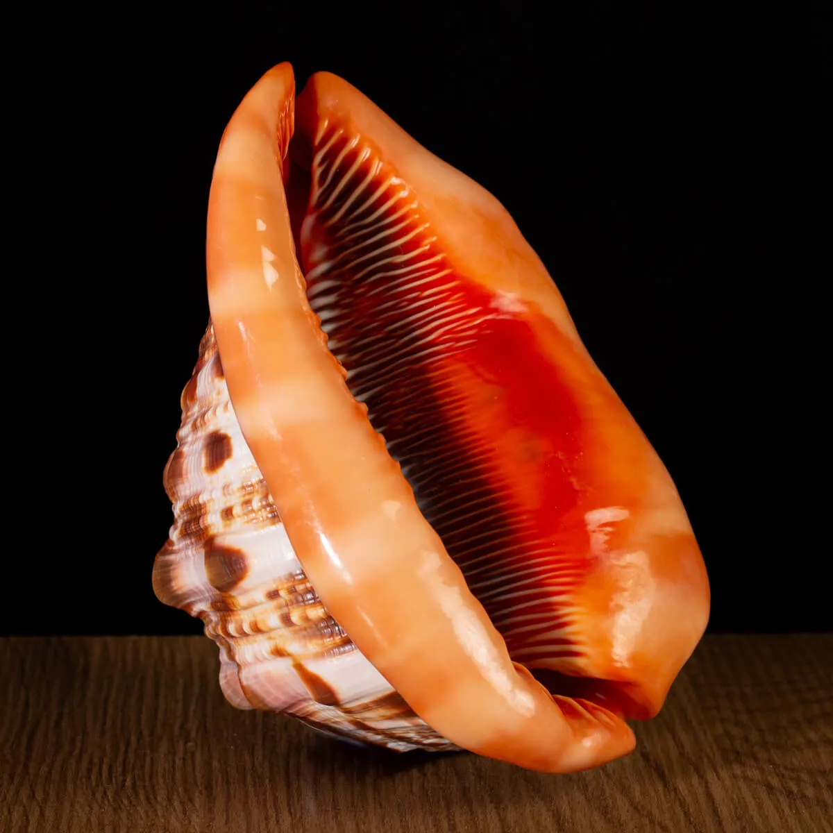Cypraecassis Rufa: La Conchiglia Esotica per Collezionisti.