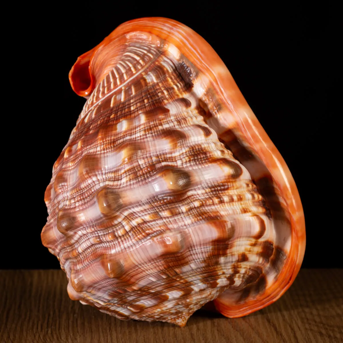 Cypraecassis Rufa: La Conchiglia Esotica per Collezionisti.