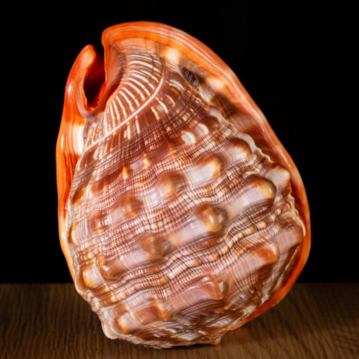 Cypraecassis Rufa: La Conchiglia Esotica per Collezionisti.