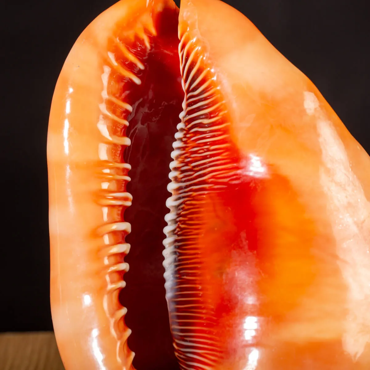 Cypraecassis Rufa: La Conchiglia Esotica per Collezionisti.