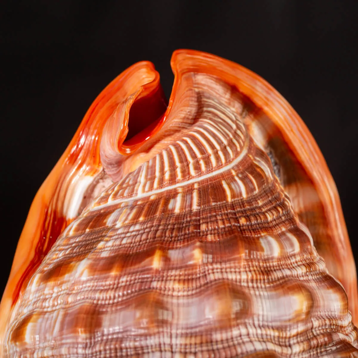 Cypraecassis Rufa: La Conchiglia Esotica per Collezionisti.