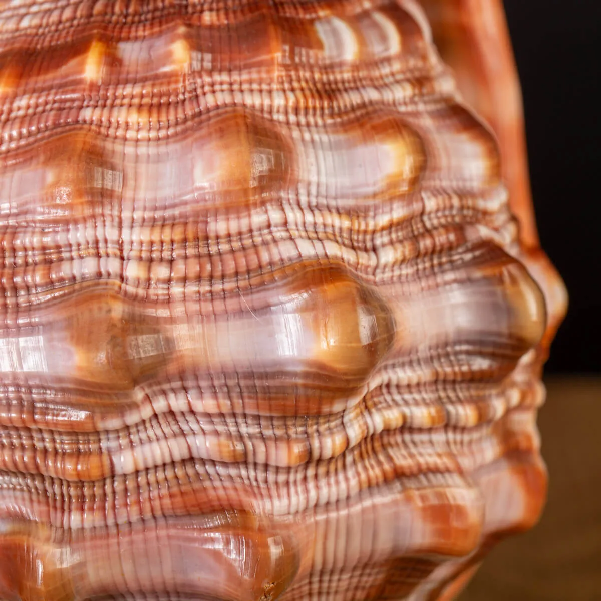 Cypraecassis Rufa: La Conchiglia Esotica per Collezionisti.