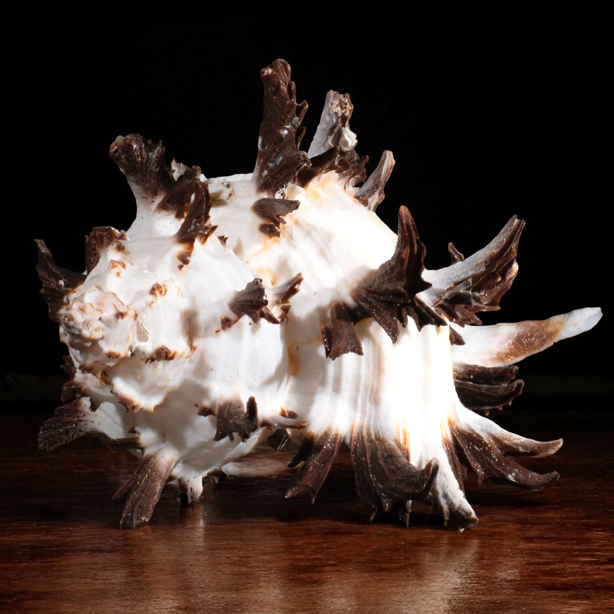 Hexaplex cichoreum f. Endivia.