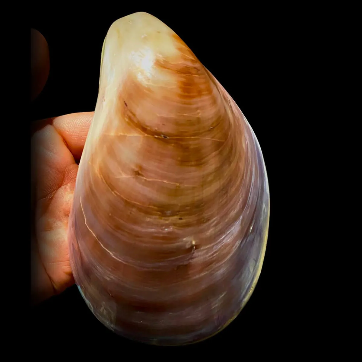 Stavelia Subdistorta