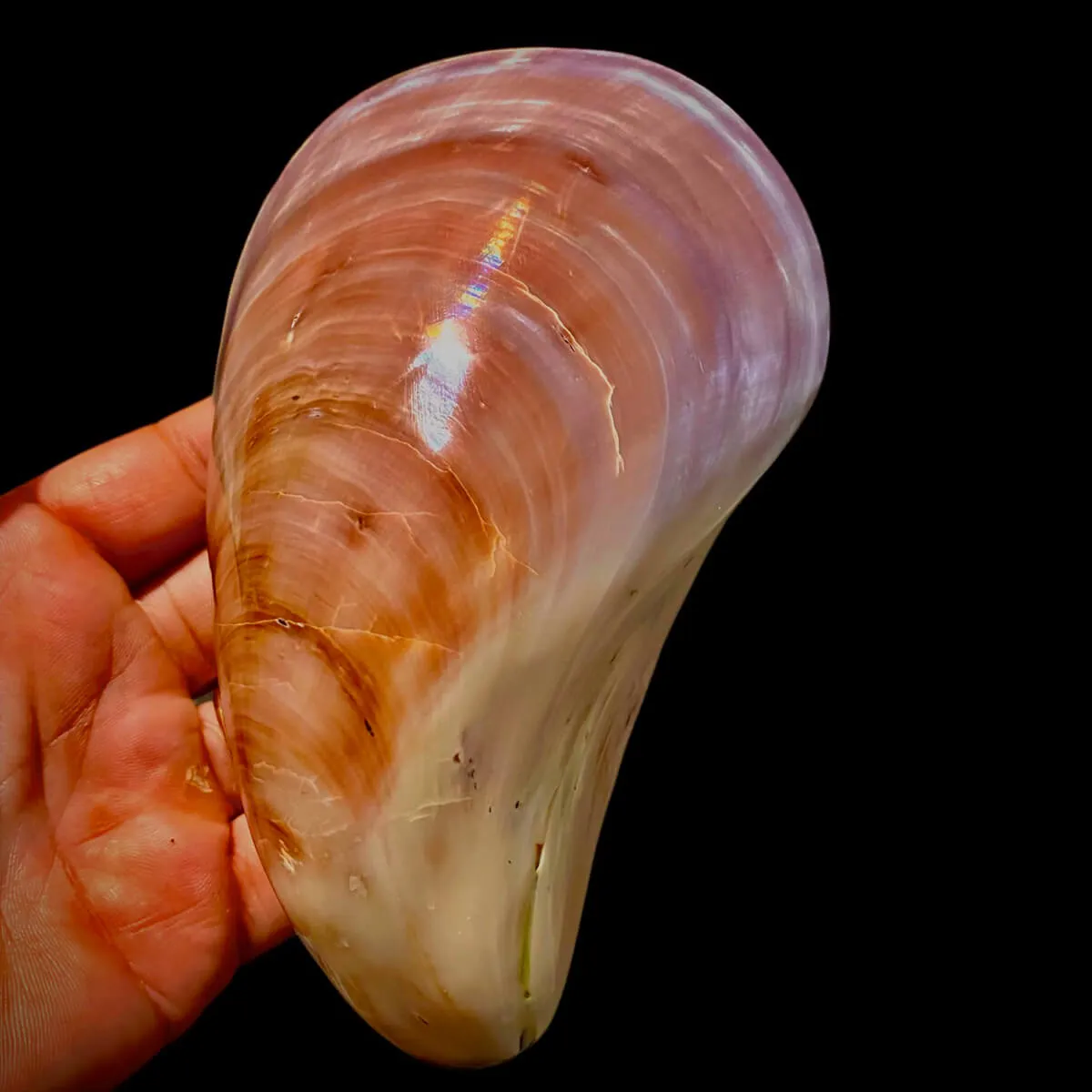 Stavelia Subdistorta