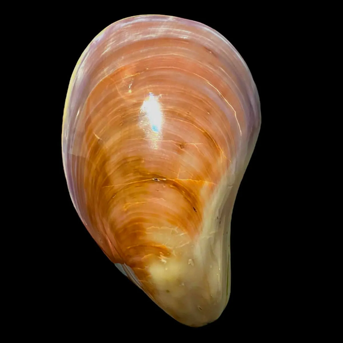 Stavelia Subdistorta