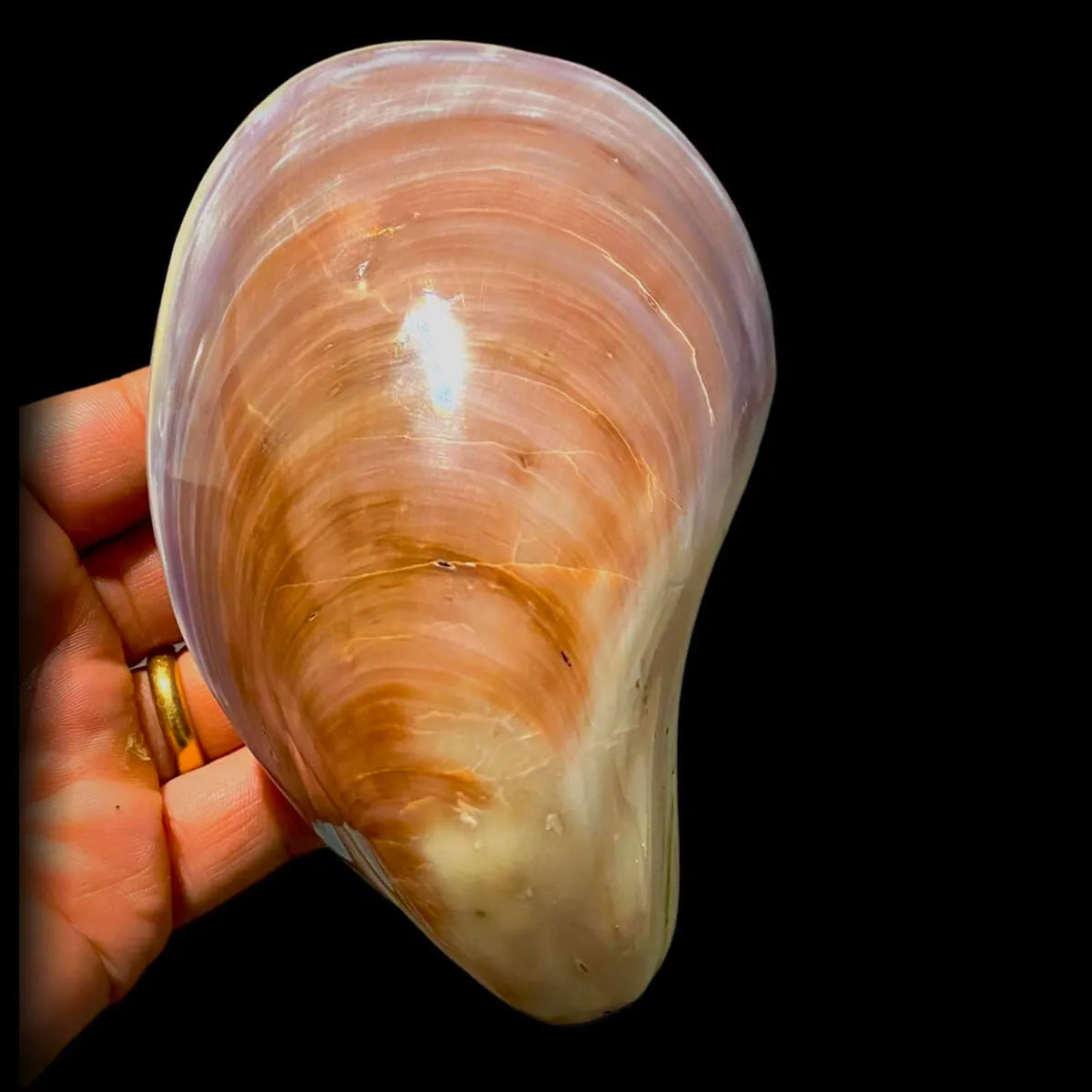 Stavelia Subdistorta
