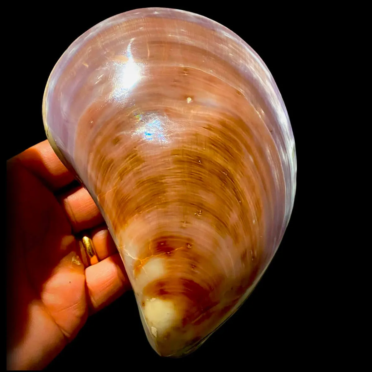Stavelia Subdistorta