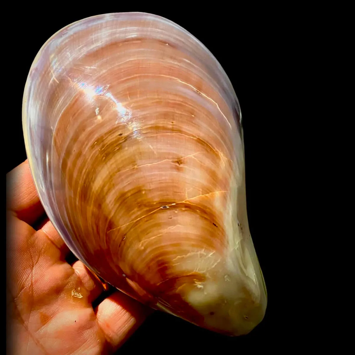 Stavelia Subdistorta
