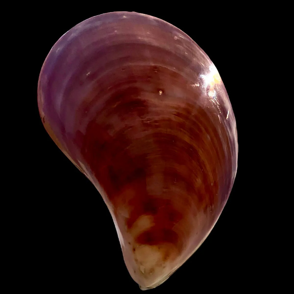 Stavelia Subdistorta