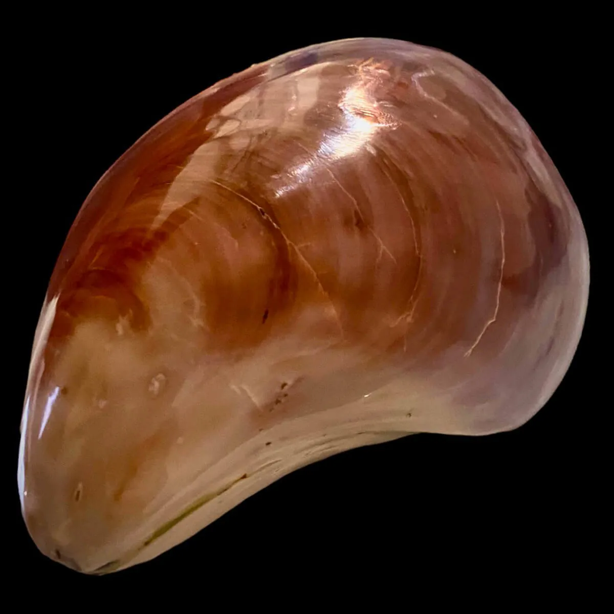 Stavelia Subdistorta