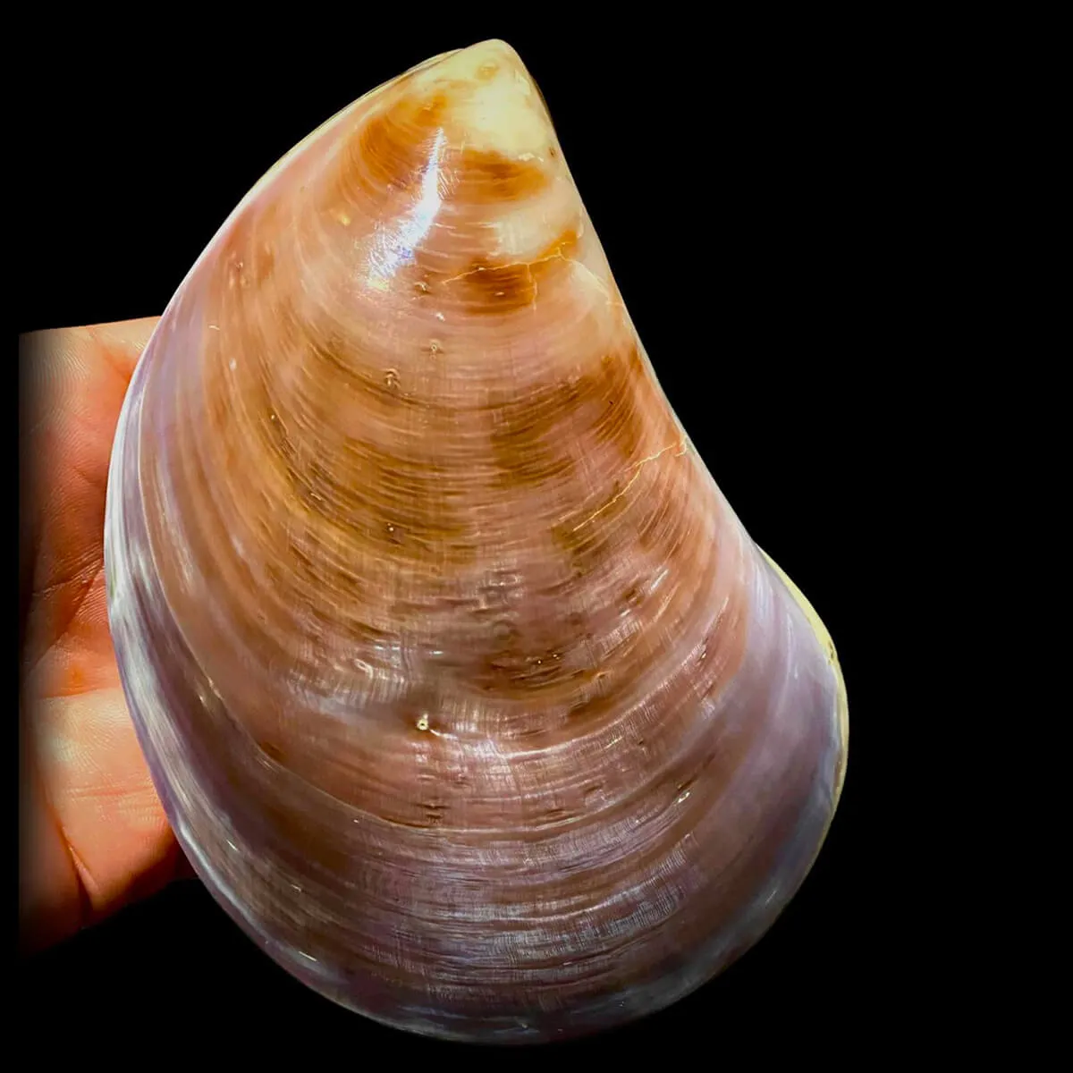 Stavelia Subdistorta