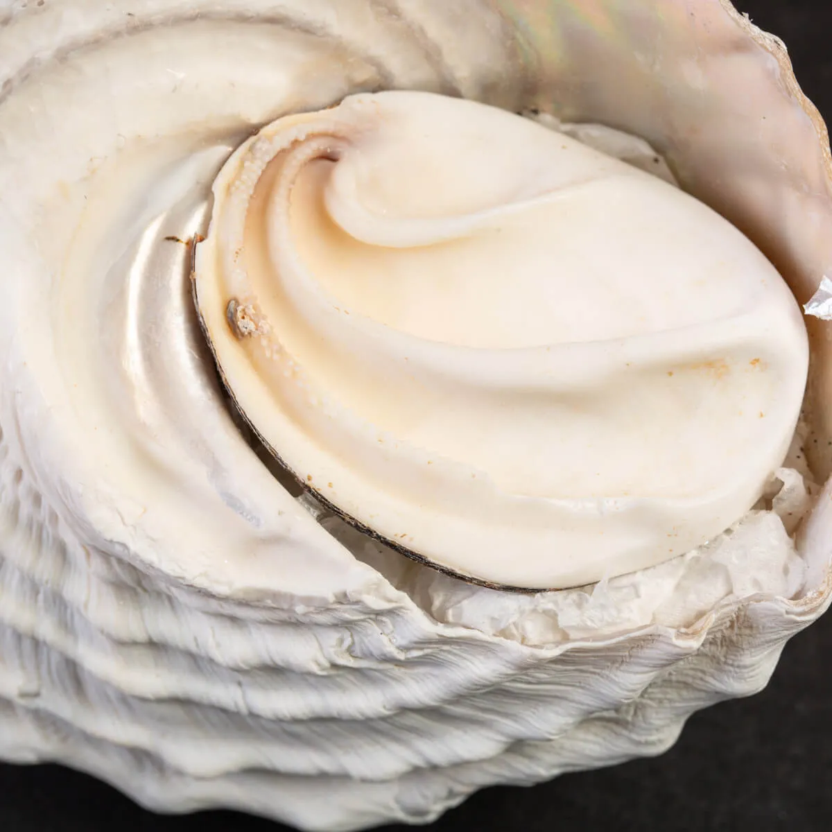 Undossa Shell Megastraea Undosa with Operculum.