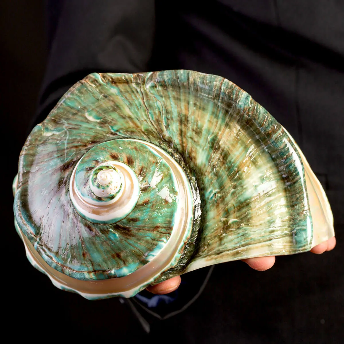Turbo Marmoratus: Madreperla.