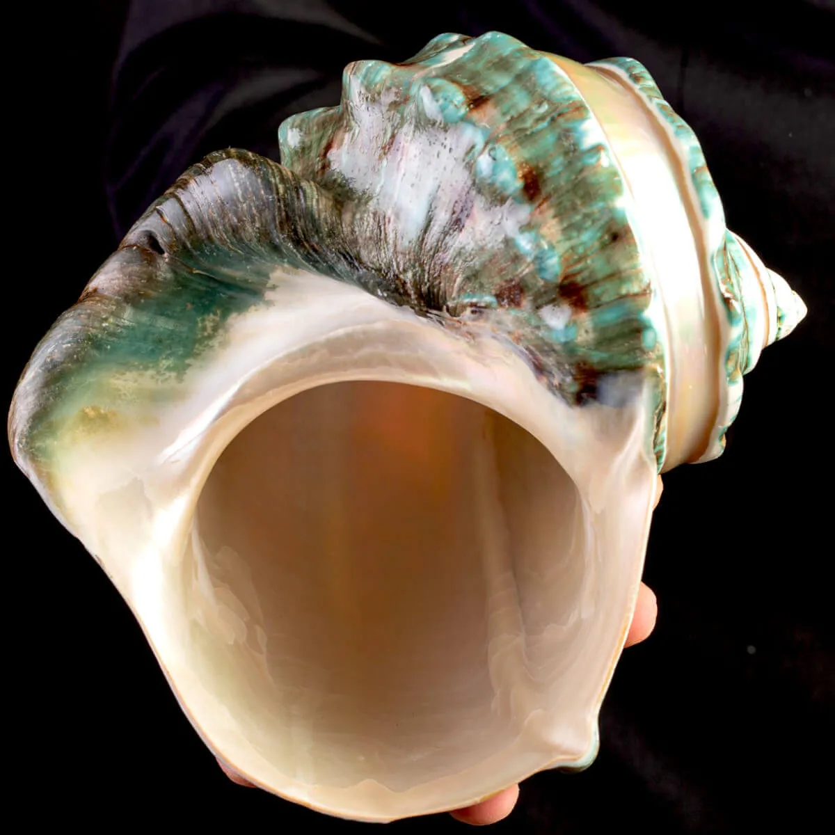 Turbo Marmoratus: Madreperla.