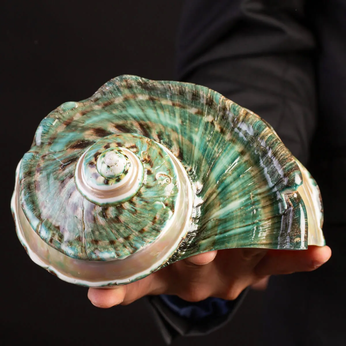 Turbo Marmoratus: Gemma di Madreperla.