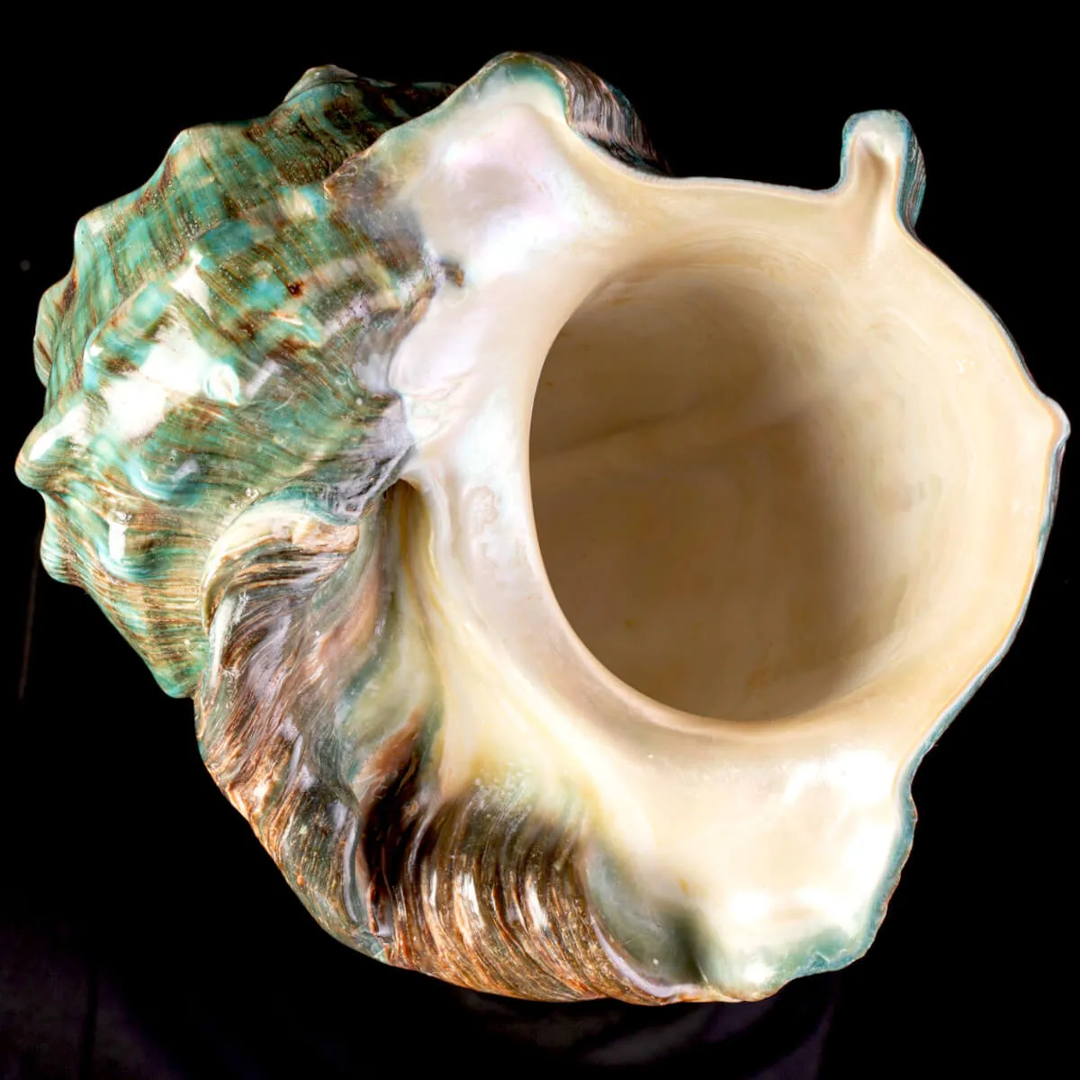 Elegante Conchiglia Turbo Marmoratus.