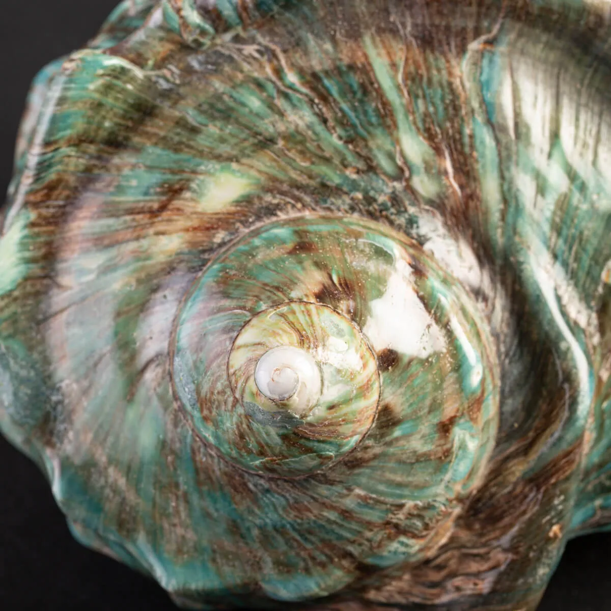 Elegante Conchiglia Turbo Marmoratus.