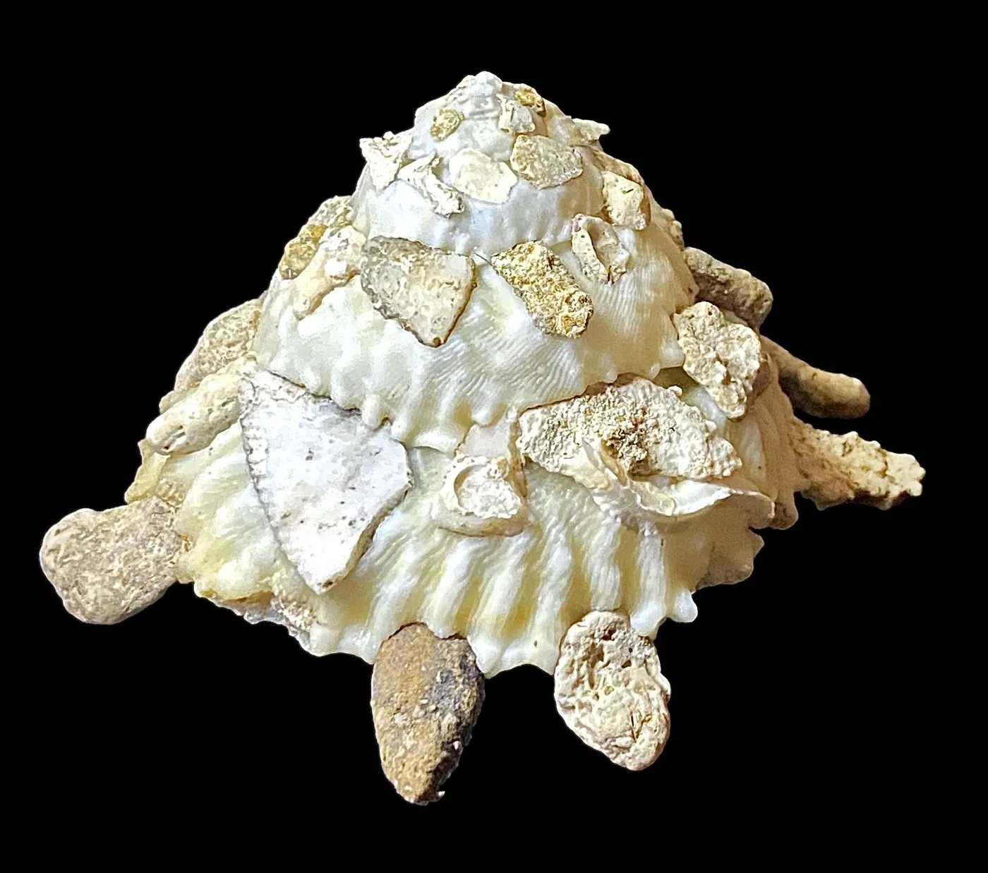 Xenophora Mekranensis Konoi