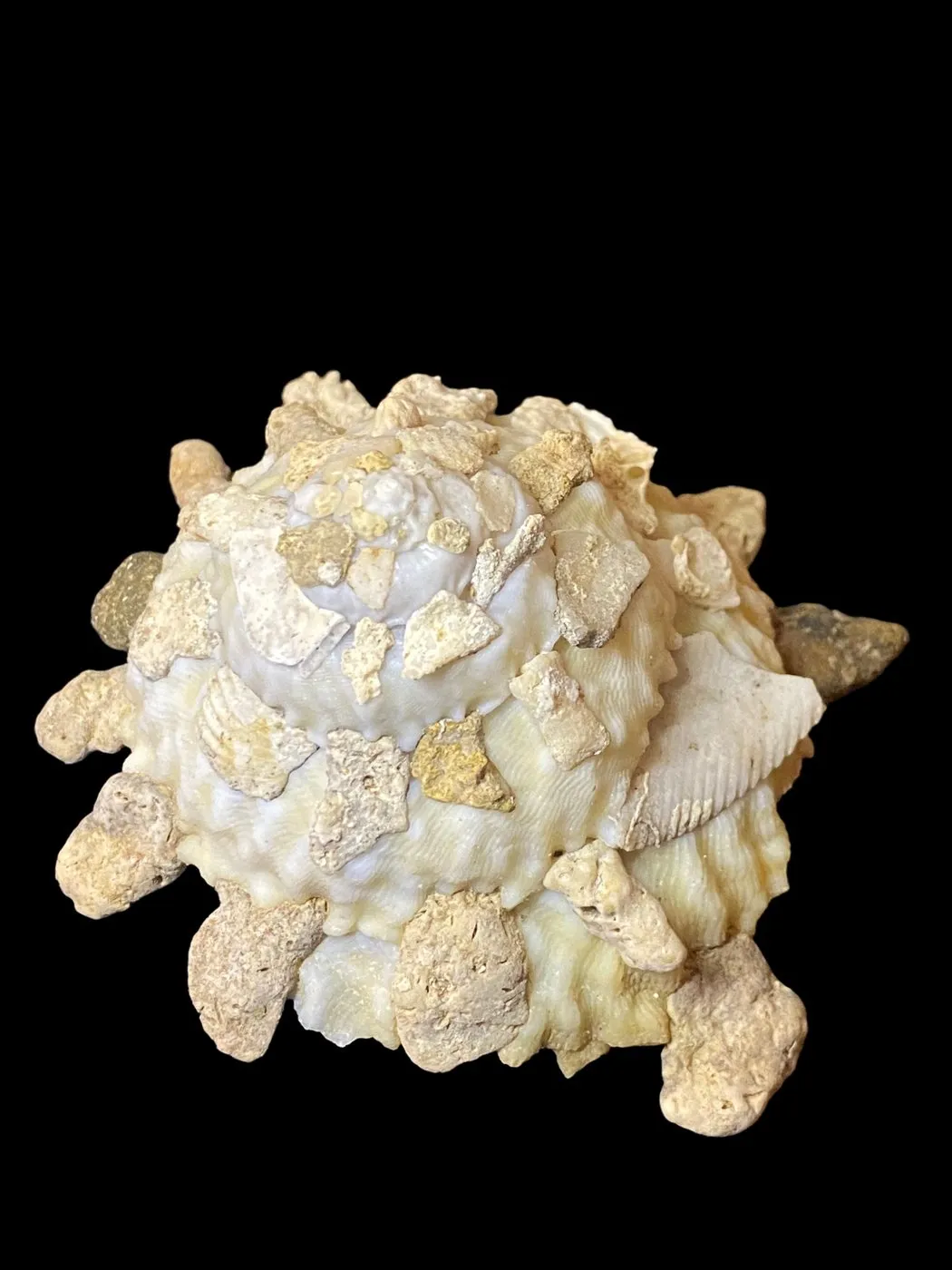 Xenophora Mekranensis Konoi
