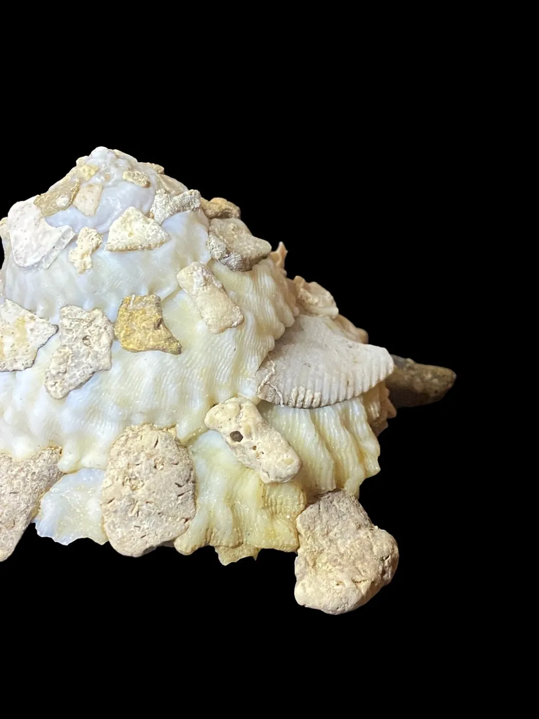 Xenophora Mekranensis Konoi
