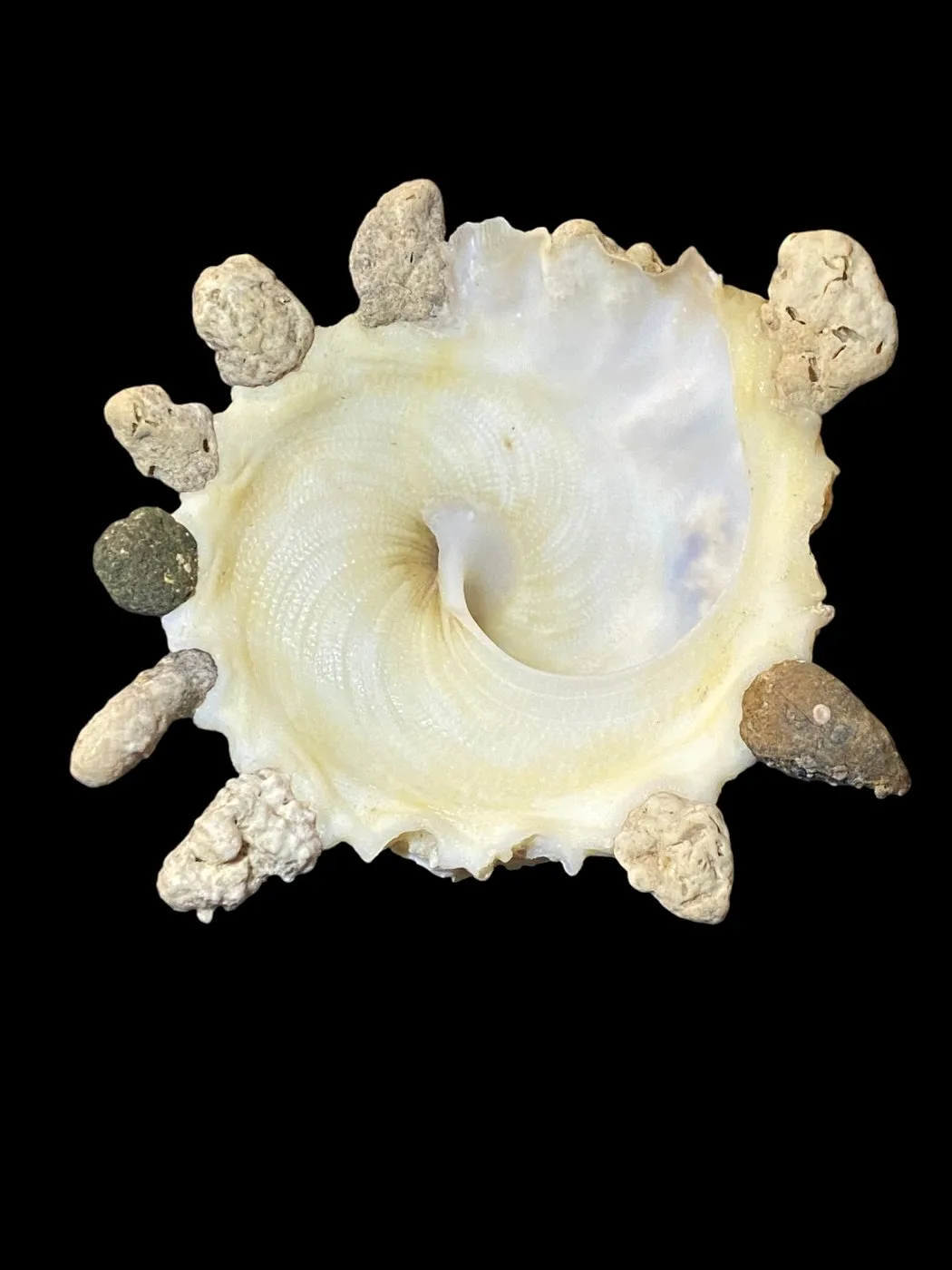 Xenophora Mekranensis Konoi