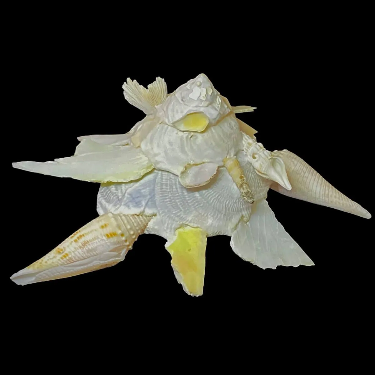 Xenophora Pallidula