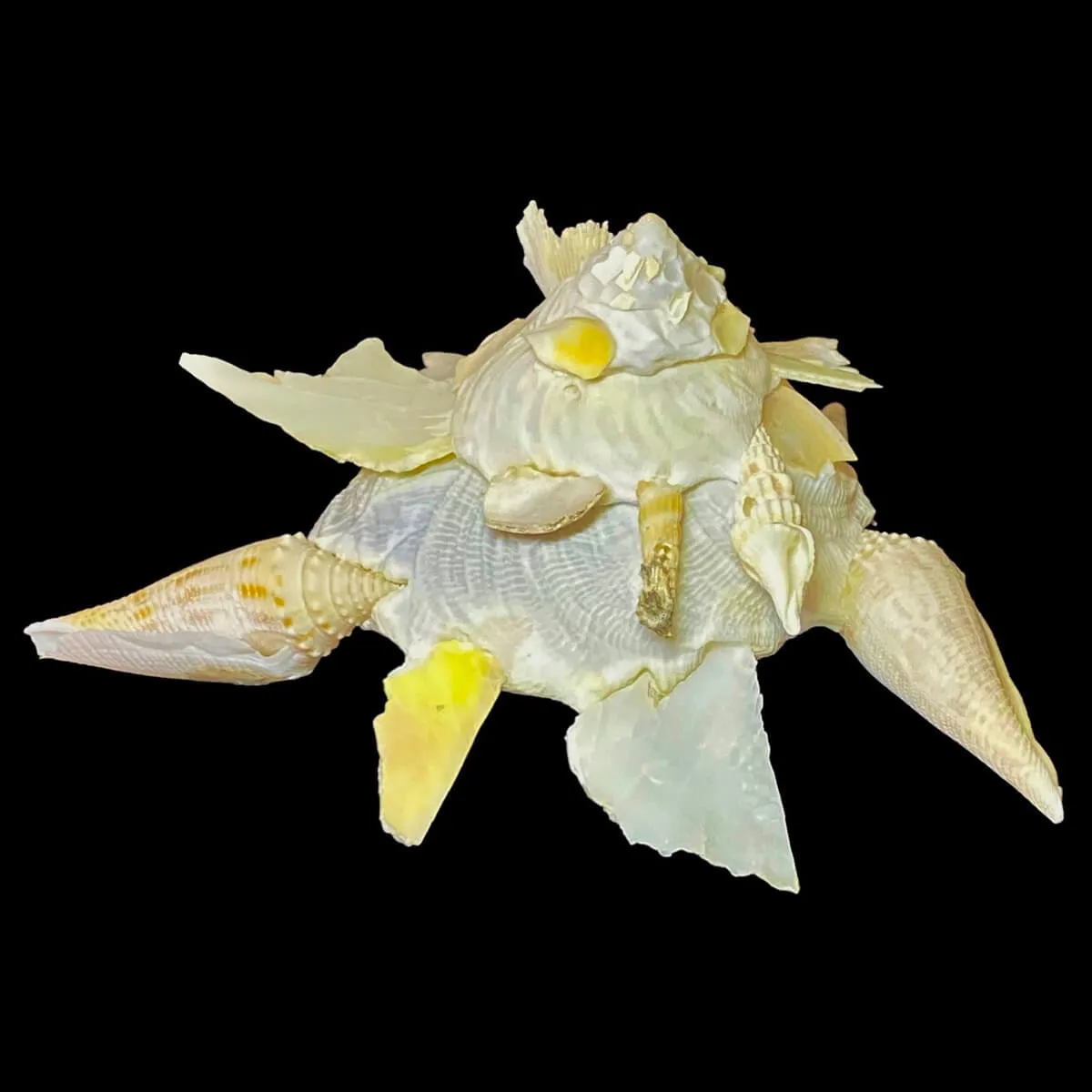 Xenophora Pallidula