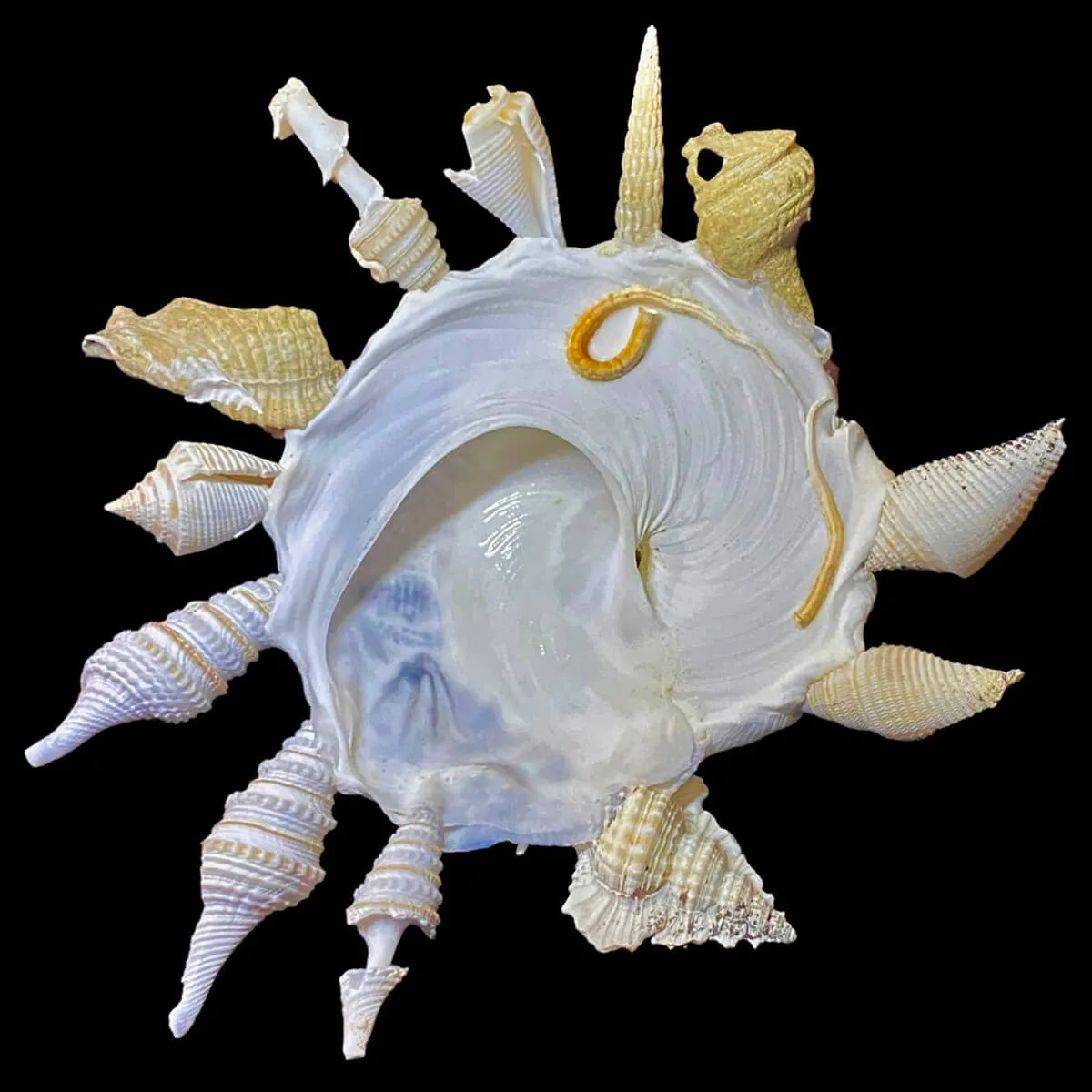 Xenophora Pallidula