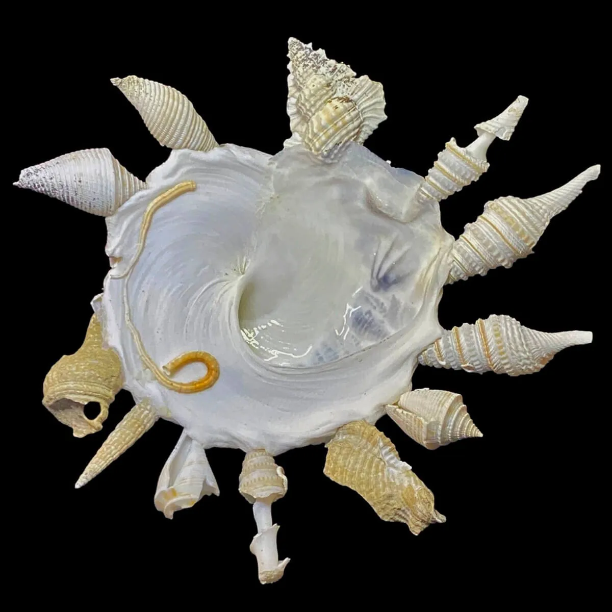 Xenophora Pallidula