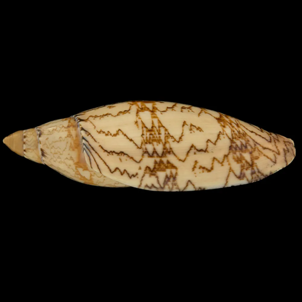 Amoria Damonii