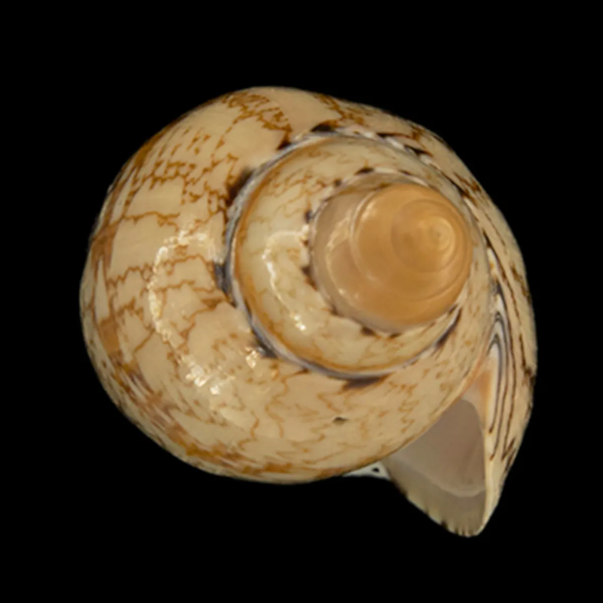 Amoria Damonii