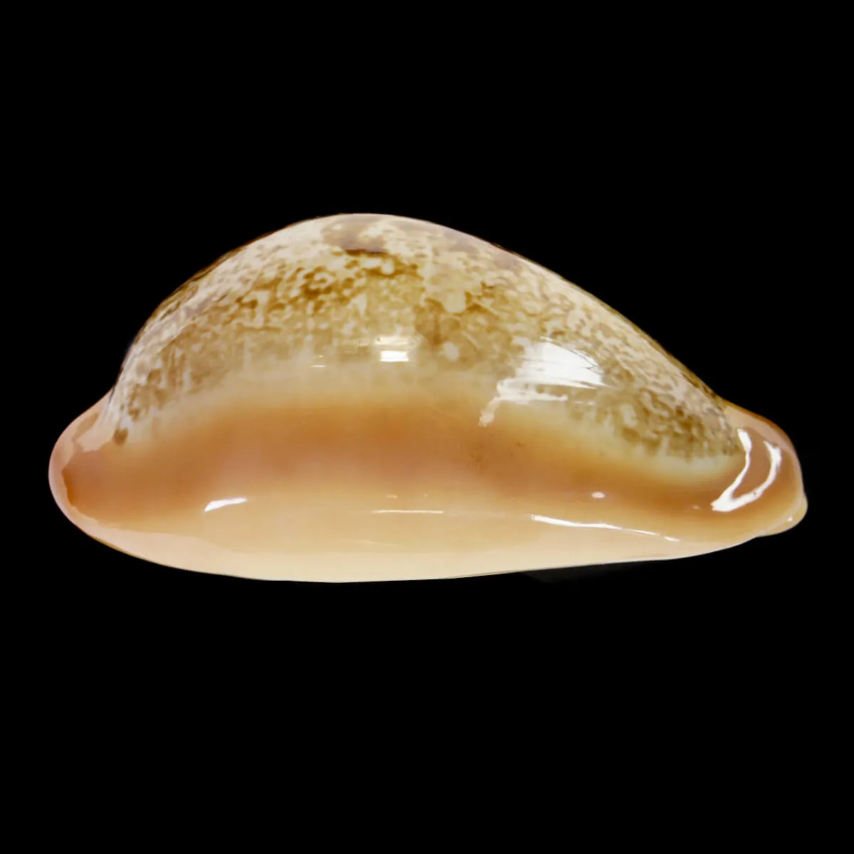 Austrasiatica Langfordi