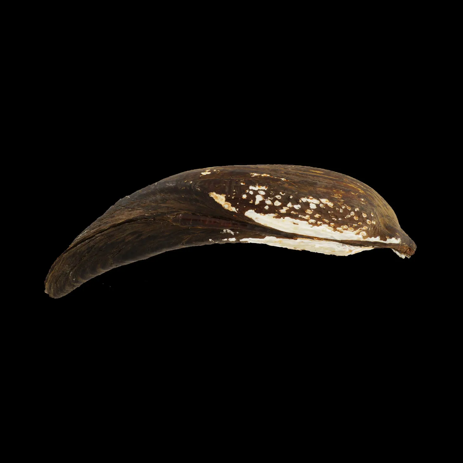 Arconaia Lanceolata