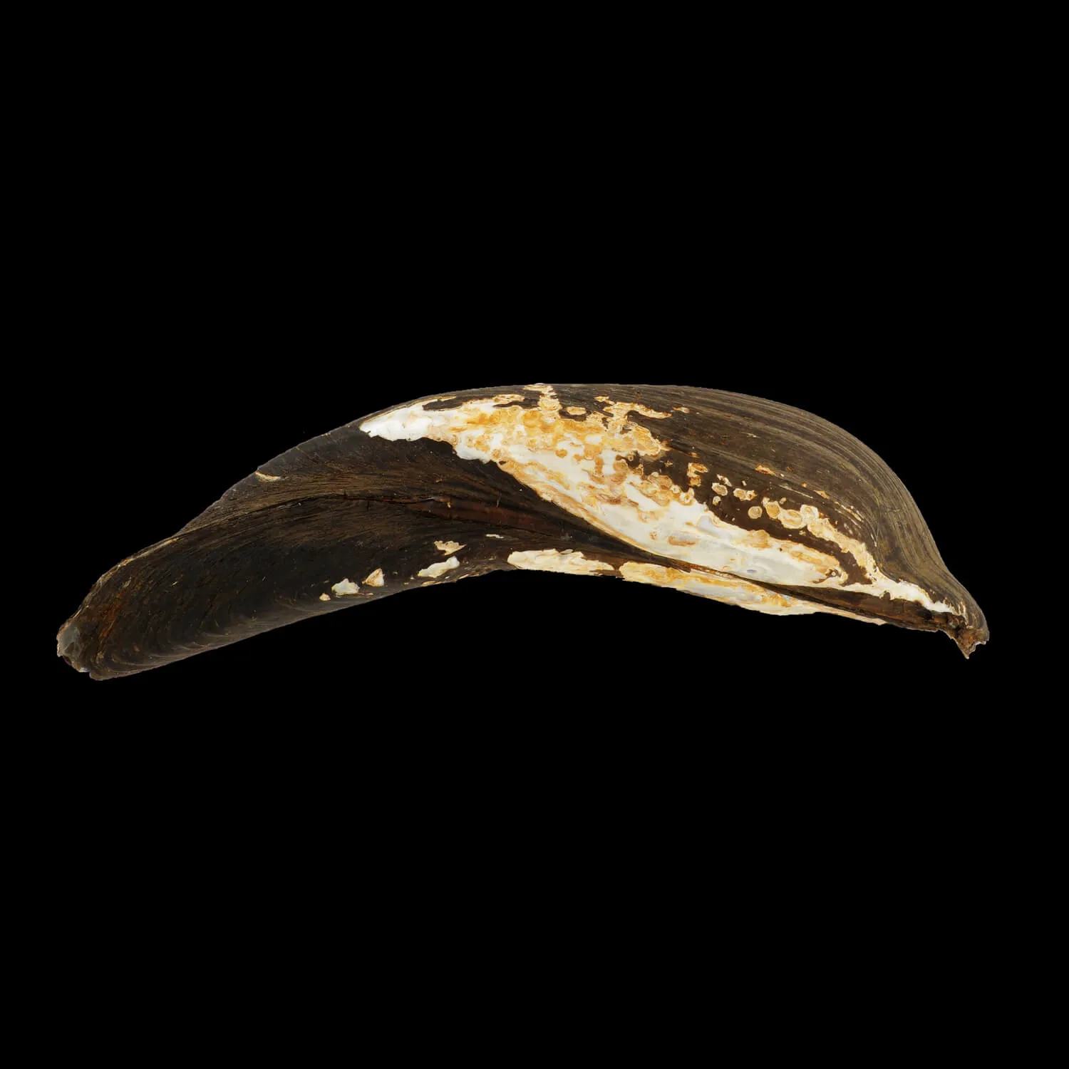 Arconaia Lanceolata