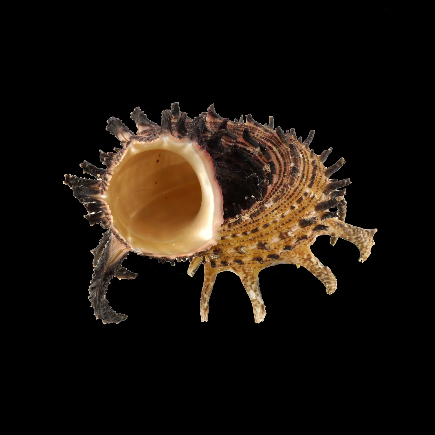 Angaria Melanacantha