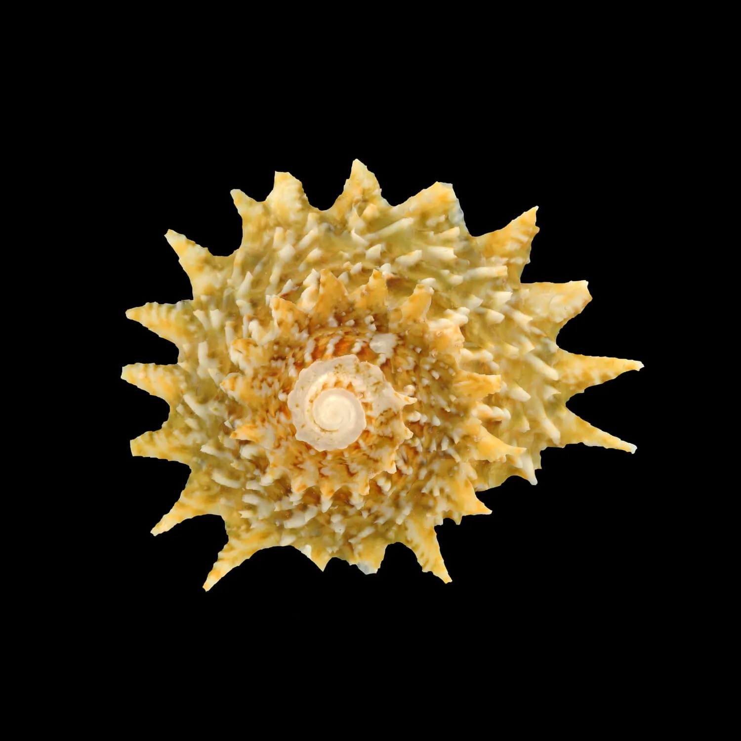 Lithopoma Phoebium