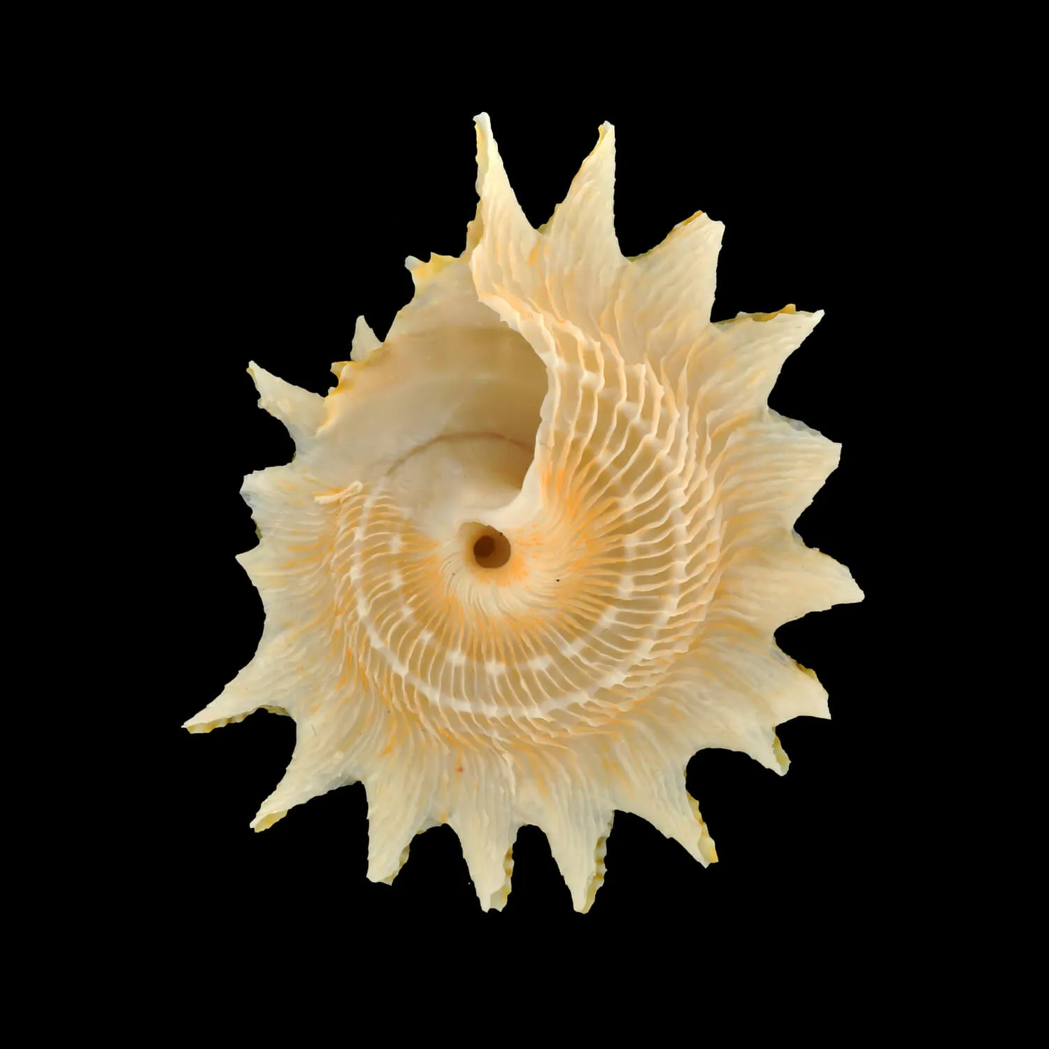 Lithopoma Phoebium