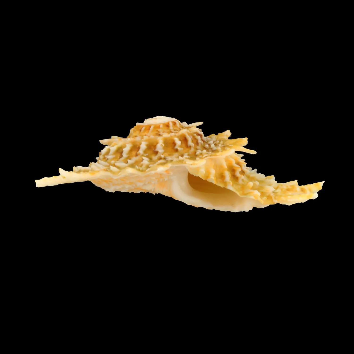 Lithopoma Phoebium