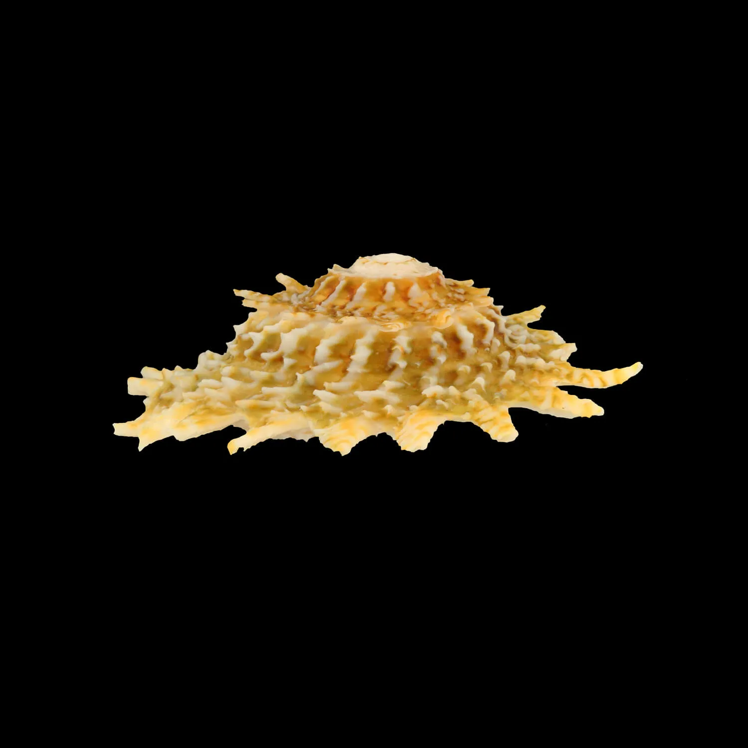 Lithopoma Phoebium